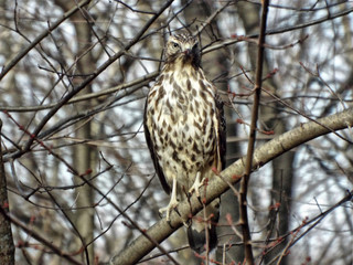 Red-Tailed Hawk 1