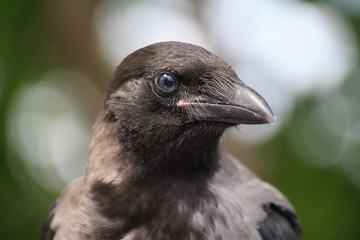 The crow looking at you