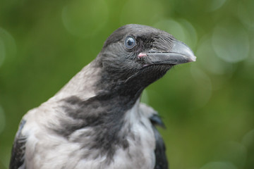 The crow looking at you