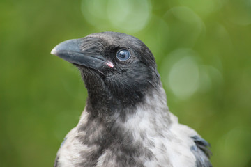The crow looking at you