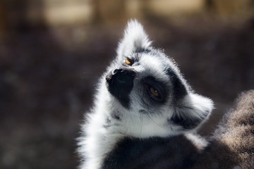 Лемур фото из ростовского зоопарка 