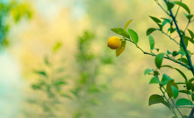 Lemon trees garden