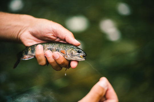 A hand holds a mountain brook trout attached to fishing line above the water