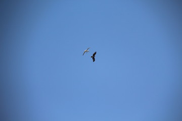 Gull fight