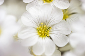 Delicate white flowers