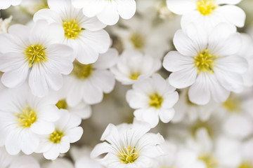 Carpet of white flowers