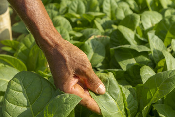 Detalhe de m]aos e trabalhador rural em lavoura de fumo