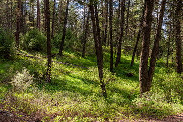 Fototapeta na wymiar Young Pine Trees in Riverside State Park