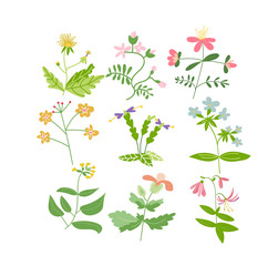 wild flower meadow illustration.vector floral elements collection. romantic hand drawn flowers and leaves collection. botanical elements collection. hand drawn floral doodles. 