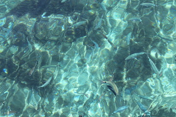 wasser, blau, fische