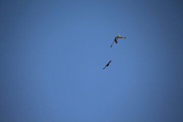 Gull fight