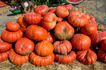 a lot pumpkin at outdoor farmers market