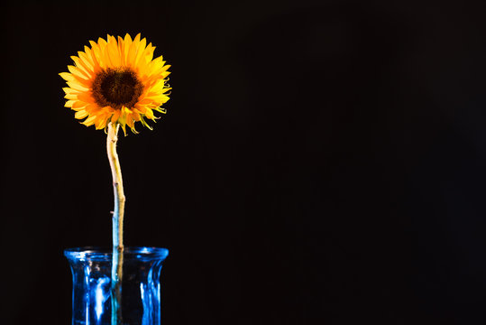 Sunflower left-center on black, clear blue vase; studio, still life (c)Bob Bingham Photo