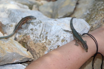 Sa Dragonera - Insel der Schmuggler und Drachen, Dragonera-Eidechse (Podarcis lilfordi ssp. giglioli)