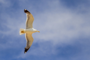 Flying seagull with wings spread and cloudy blue sky in the background, bottom up view