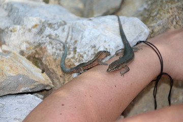 Sa Dragonera - Insel der Schmuggler und Drachen, Dragonera-Eidechse (Podarcis lilfordi ssp. giglioli)