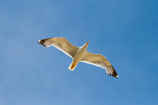 Flying seagull with wings spread and blue sky in the background, bottom up view