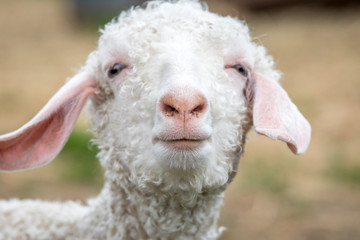 Cute and funny baby goat.
