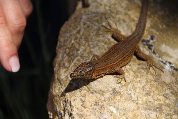 Sa Dragonera - Insel der Schmuggler und Drachen, Dragonera-Eidechse (Podarcis lilfordi ssp....
