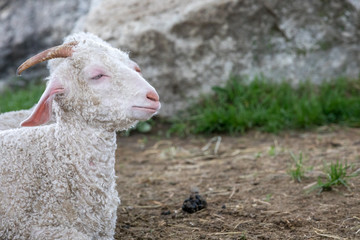 Obraz premium White goat family.
