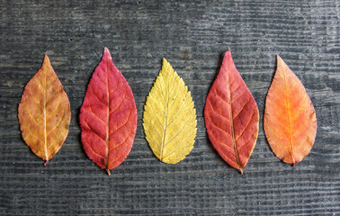 Autumn sale leaves Space for text "SALE"!