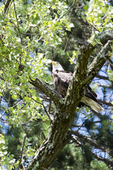 Eagle Perched