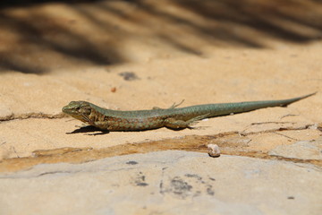 Sa Dragonera - Insel der Schmuggler und Drachen, Dragonera-Eidechse (Podarcis lilfordi ssp. giglioli)