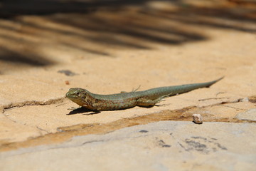 Sa Dragonera - Insel der Schmuggler und Drachen, Dragonera-Eidechse (Podarcis lilfordi ssp. giglioli)