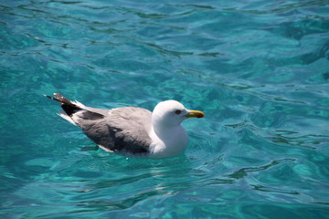 Möve , Gull