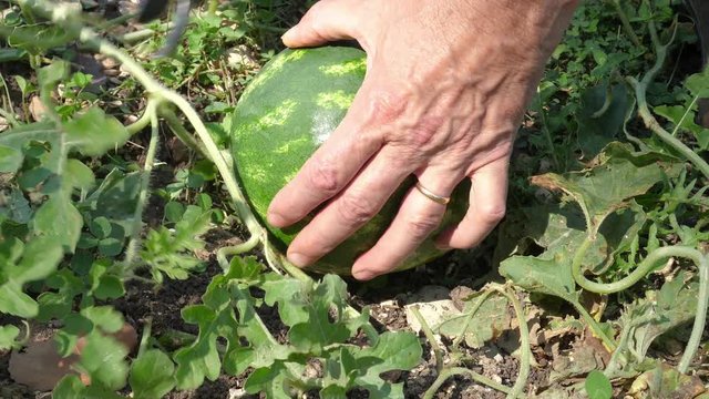 Picking watermelon in summer, farmer's hands close up