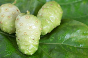 Fototapeta na wymiar Noni fruit on green leaves.