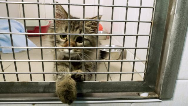 Pets. Close-up shot of cat playing in a cage of animal hospital. 4K