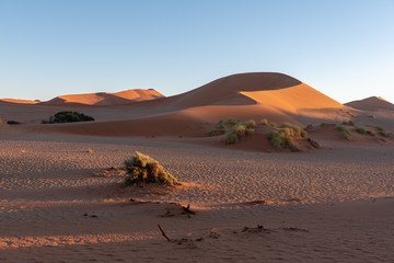 Fototapeta na wymiar Morning sun light of Sossusvlei red sand dune shadow curve unspoilt with blue sky, Sossusvlei, Namibia