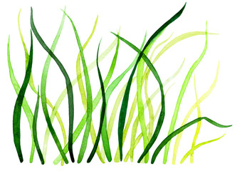 Fresh spring grass. Watercolor illustration.
Grass illuminated by the rising sun. Background for design, printing on paper, fabrics. Illustration for advertising natural cosmetics.