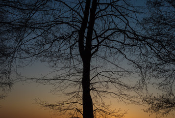 Silhouette of the tree against the background of the evening sky