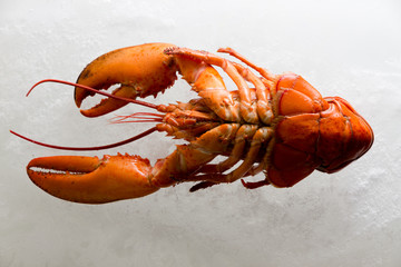 Underside of a fresh whole red boiled lobster