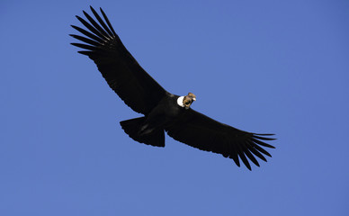 Condor Andino