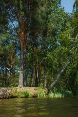 Obraz premium Forest lake on a sunny day. View from the water to the shore with trees. Inclined birch over water