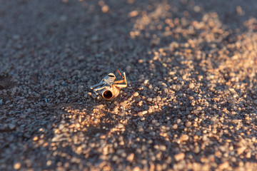 Close up of shell of dead bug, insect on sand ground in desert, Namibia