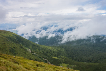 Fototapeta na wymiar Mountain forest after rain. Carpathians