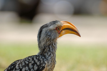 Close up portrait of yellow billed hornbill looking to one side with soft colorful background, South Africa