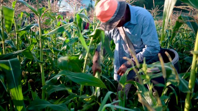 Closeup of immigrant farmer picking corn in a corn field.