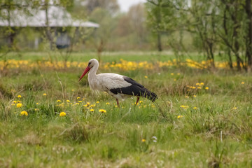 White stork (Ciconia ciconia) hunts among the grass in the meadow. Ukraine