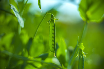 peas in the garden