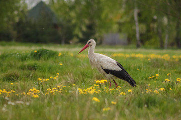 White stork (Ciconia ciconia) hunts among the grass in the meadow. Ukraine