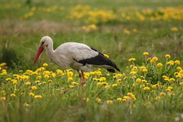 Fototapeta premium White stork (Ciconia ciconia) hunts among the grass in the meadow. Ukraine