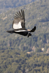 Andean Condor, a large bird that lives along the Andes mountain range.