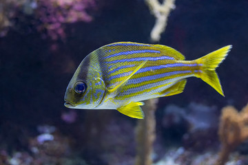 Tropical fish Atlantic Porkfish or Paragrate Grunt Anisotremus virginicus in aquarium