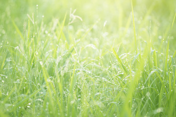 Green grass with dew background