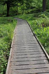 Boardwalk in woodland
